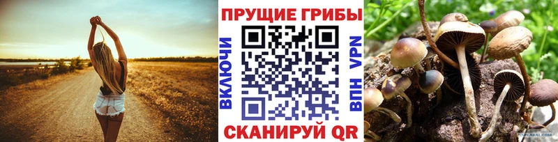 Псилоцибиновые грибы Psilocybe  Зеленогорск 