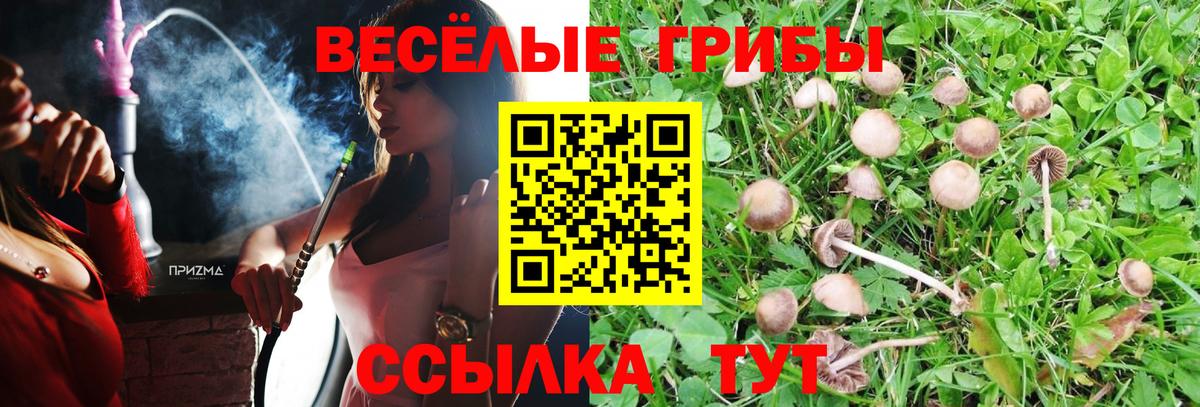 Зеленогорск  Псилоцибиновые грибы ЛСД  продажа наркотиков  Вход с VPN 